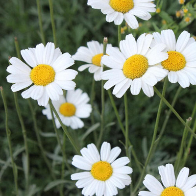Qualtivate GBPUT-184 White chrysanthemum seed Seed(25 per packet)