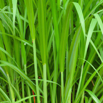 Arshiayat Fodder Grass seed / COW_ELEPHANT GRASS Seed(650 per packet)