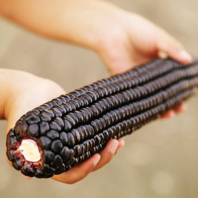 WILLVINE ROX -X Purple Waxy Glutinous Corn Seeds-[100g] Seed(400 per packet)