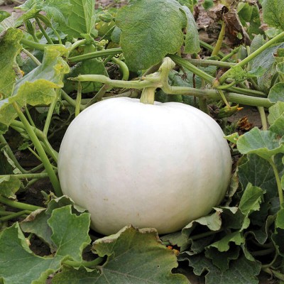 Arshiayat White Pumpkin vegetable seeds, Hybrid Organic Safed Kaddu for kitchen garden Seed(30 per packet)