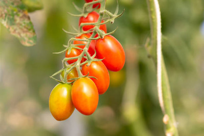 sabuja tomato Seed(30 per packet)