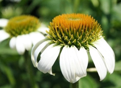 VibeX HUA-65 - Common German Chamomile - (2250 Seeds) Seed(2250 per packet)