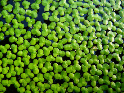 Invita Lemna minor Seed(1000 per packet)