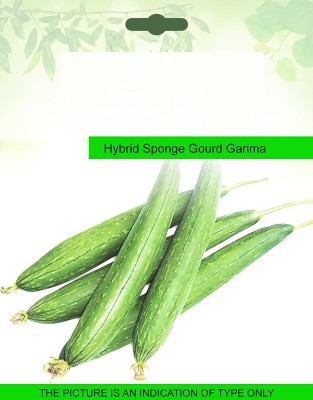 CYBEXIS Hybrid Sponge Gourd Garima200 Seeds Seed(200 per packet)