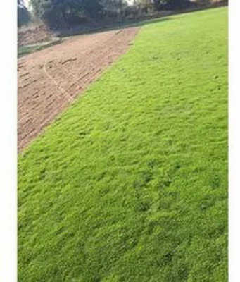 SREE Mexican grass seeds, Mexican lawn grass seeds for garden Seed(10000 per packet)