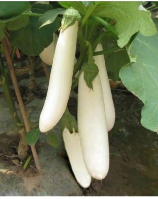 Aywal Brinjal White long Vegetable Seed(250 per packet)