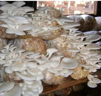 Arko Oyster Mushroom Spawn Grain Seeds – First Generation High Yield White Mycelium Seed(201 g)