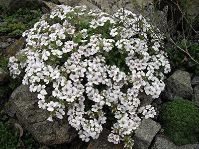 CYBEXIS CERASTIOIDES Pixie Splash Mouse-Ear gypsophila Seed(50 per packet)
