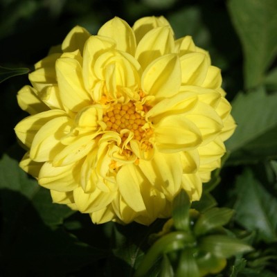 Qualtivate XL-298 Dahlia Opera Yellow Seeds Seed(50 per packet)