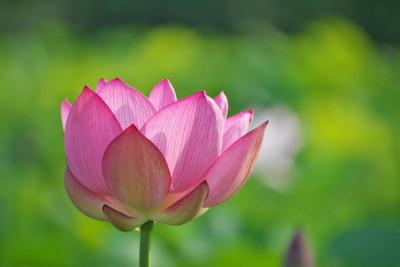 JEEVIKA lotus,kamal gatta Seed(14 per packet)