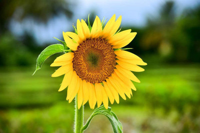 CYBEXIS XLR-57 - Sunflower Dwarf Sunspot Flower - (1350 Seeds) Seed(1350 per packet)