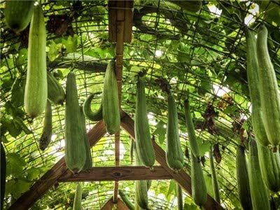 KNESSiN Sponge Gourd Muop Huong Vegetable Seeds For Gardening (500 Seeds) Seed(500 per packet)