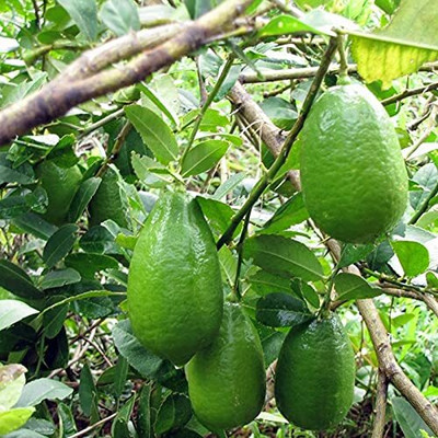 Aywal Hybrid Lemon Seed(18 per packet)