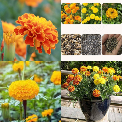 ibains Desi genda flower seeds 37 Seed(37 per packet)