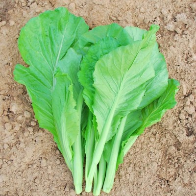 CYBEXIS ATS-67 - Mustard - Small GAI Choi - (250 Seeds) Seed(250 per packet)