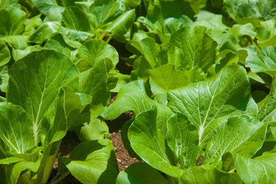 WILLVINE NKR -V Chinese Cabbage Pakchoi Seeds [50g] Seed(15000 per packet)