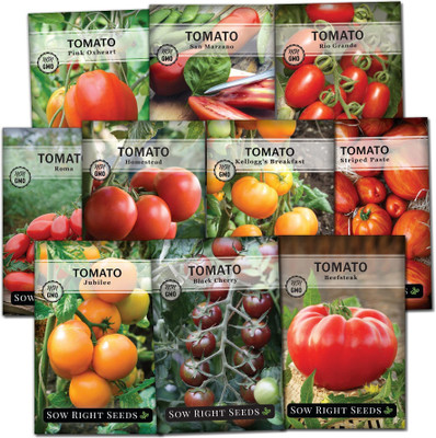 the green dotcom Fresh Tamato Vegetable Hybrid Quality Seed(20 per packet)