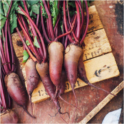 WILLVINE Hybrid Cylindra Beetroot (Beta vulgaris)-200 Seeds Seed(200 per packet)