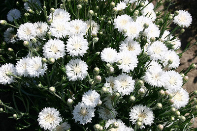 ACCELCROP Cornflower Flower Seed(16 per packet)