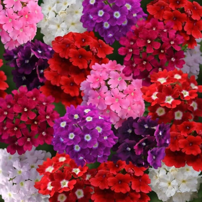 BDSresolve Verbena Seeds Seed(39 per packet)