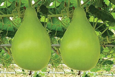 Qualtivate ICRA-5A High Yield Hybrid Rare Round Bottle Gourd Seed(50 per packet)
