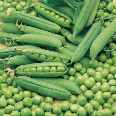 CYBEXIS Pea Early Onward Vegetable Seeds - Heavy Cropper800 Seeds Seed(800 per packet)