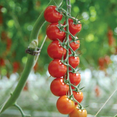 VRAKSHA Tomato Sakura F1 Organic Seed(500 per packet)