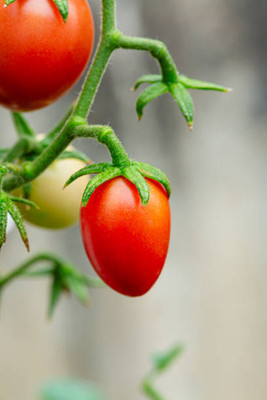 Modinity tomato Seed(115 per packet)