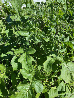 CYBEXIS GBPUT-78 - Arugula for Planting - (750 Seeds) Seed(750 per packet)