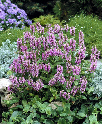 VibeX HUA-14 - Catmint 'Pink Cat'- Nepeta nervosa - (4500 Seeds) Seed(4500 per packet)