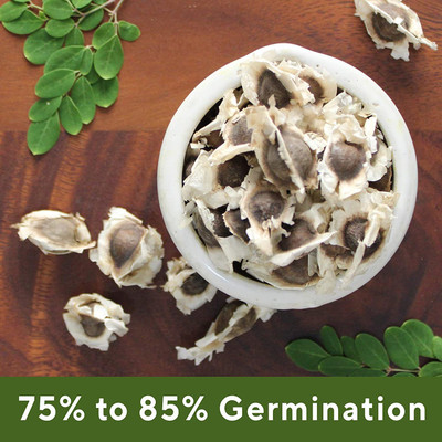 VibeX XL-97 - Drumstick - PKM-1 - (150 Seeds) Seed(150 per packet)