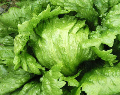 CYBEXIS Seeds of Lettuce Webbs Wonderful2000 Seeds Seed(2000 per packet)