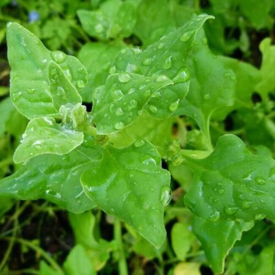 CYBEXIS Tetragonia Tetragonioides New Zealand Spinach Seeds2000 Seeds Seed(2000 per packet)