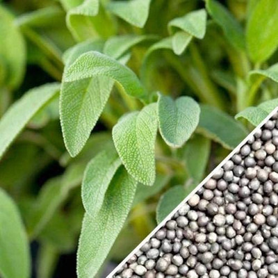 VibeX HUA-14 - Broadleaf Sage Herb - (1350 Seeds) Seed(1350 per packet)