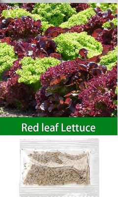 Quentova Red Green Leaf Lettuce 5gm-LNT-2Z Seed(4000 per packet)