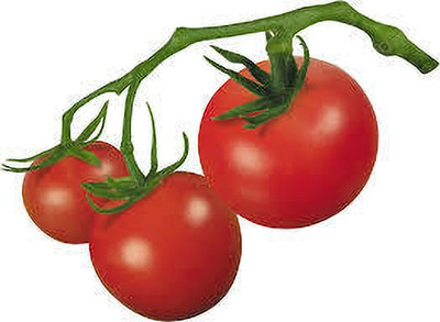 XOLDAA hybrid f1 quality tomato seeds Seed(20 per packet)