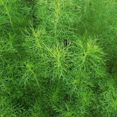 CYBEXIS LXI-22 - Florence Fennel - (2250 Seeds) Seed(2250 per packet)