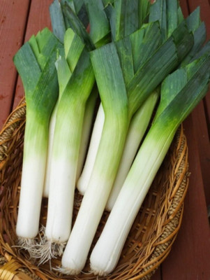 Biosnyg Non GMO Giant Leek Onion Seeds For Kitchen Gardening-(3000 Seeds) Seed(3000 per packet)