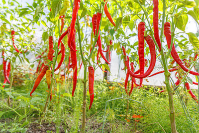 Kodali Hybrid F1 Chilli Seeds Pack Of 46 Seed(46 per packet)