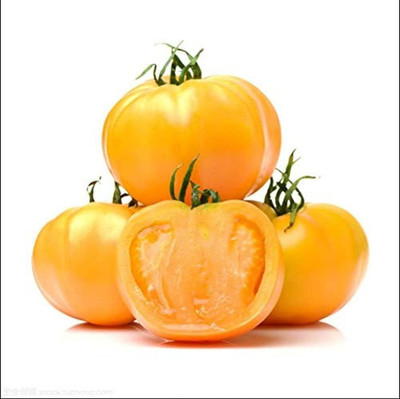 CYBEXIS Tomato Seeds Throughout Year Strong Adaptability-250 Seeds Seed(250 per packet)