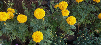 SSPLANTS marigold/gende ka phool flower seeds Seed(50 per packet)