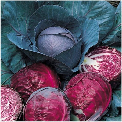 BJUBAS Organic purple cabbage seeds pack of 67 Seed(67 per packet)