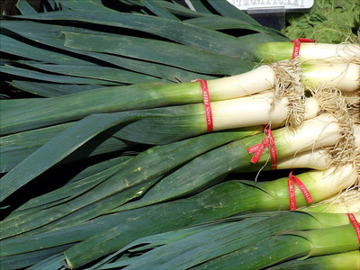 KNESSiN Leek Elephant Seed(1250 per packet)