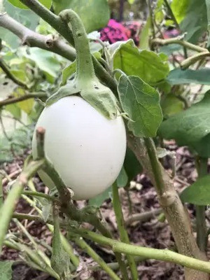 MAA Brinjal white round, Eggplant Seed(26 per packet)