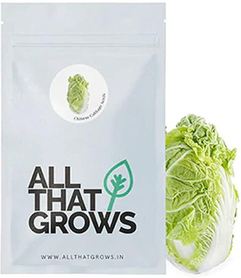 WILLVINE PAU -XIII Vegetable Chinese Cabbage Seeds [2.5g] Seed(750 per packet)