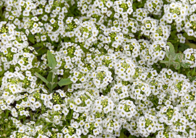 XOLDAA gypsophila flower Seed(100 per packet)