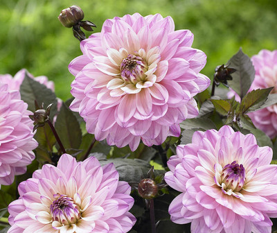 CYBEXIS GBPUT-44 - Mix Color Rare Dahlia - (180 Seeds) Seed(180 per packet)