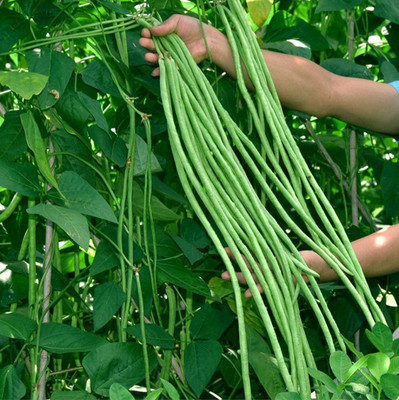 CRGO BEANS Seed(85 per packet)