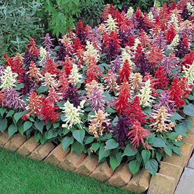CYBEXIS Open Pollinated Salvia Mixed Seeds Flower Seed(1 g)