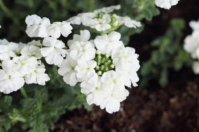 ACCELCROP Verbena Mix Seed(25 per packet)